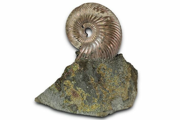 Iridescent, Pyritized Ammonite (Quenstedticeras) Fossil Display #353747